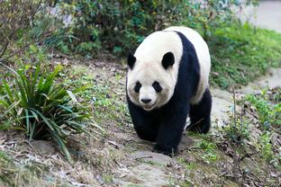 稳定输出！八村塁上半场10投5中拿下15分 得分并列全队最高